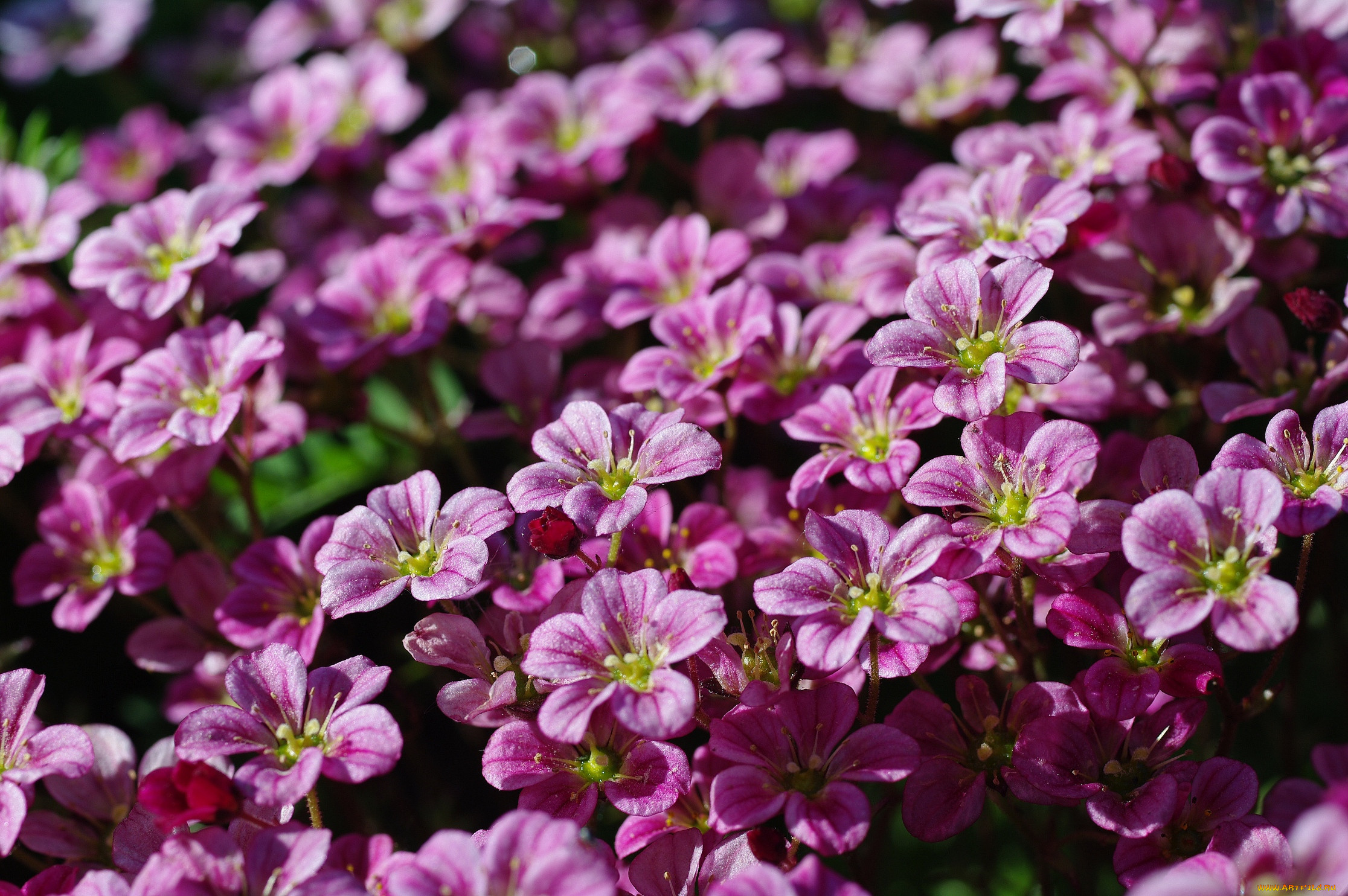 Камнеломка Арендса Carpet Pink